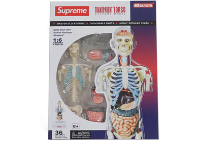 Supreme Male Anatomy Model Clear